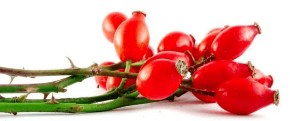 Cutty rose berries